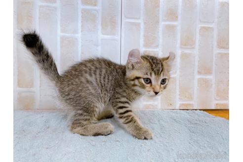 成約済の東京都のその他の猫種-38899の4枚目