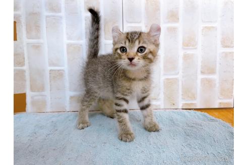 成約済の東京都のその他の猫種-38899の1枚目