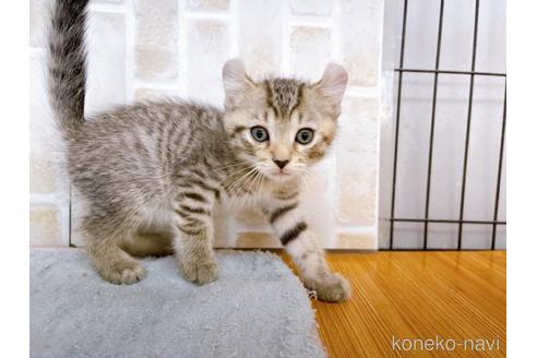 成約済の東京都のその他の猫種-38899の5枚目