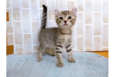 成約済の東京都のその他の猫種-38899の2枚目