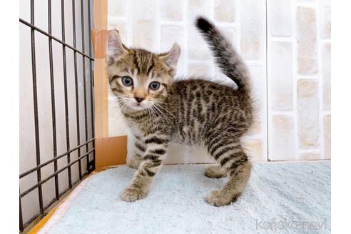 成約済の東京都のその他の猫種-38900の1枚目