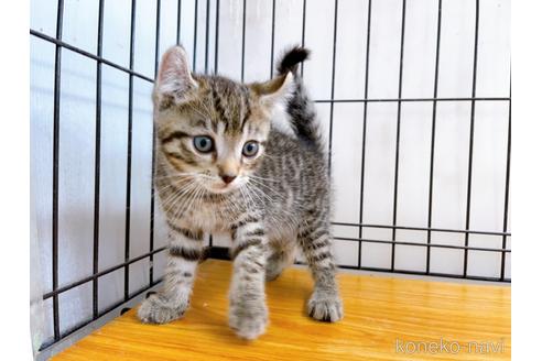 成約済の東京都のその他の猫種-38900の3枚目