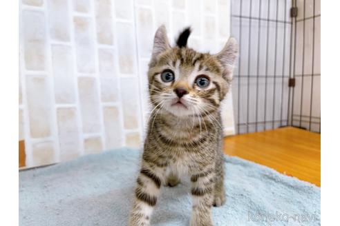 成約済の東京都のその他の猫種-38900の4枚目