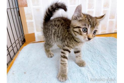 成約済の東京都のその他の猫種-38900の5枚目