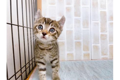 成約済の東京都のその他の猫種-38900の6枚目