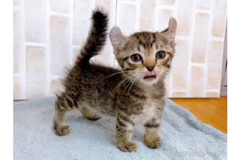 成約済の東京都のその他の猫種-38902の1枚目