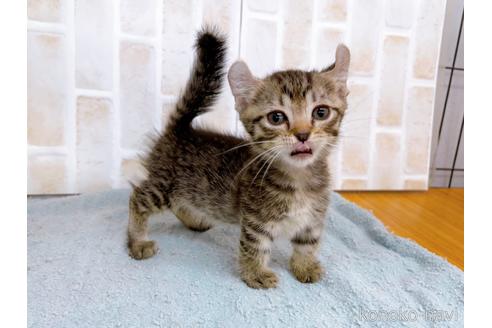 成約済の東京都のその他の猫種-38902の2枚目