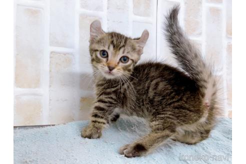 成約済の東京都のその他の猫種-38902の4枚目