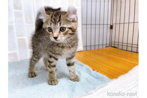 成約済の東京都のその他の猫種-38901の2枚目