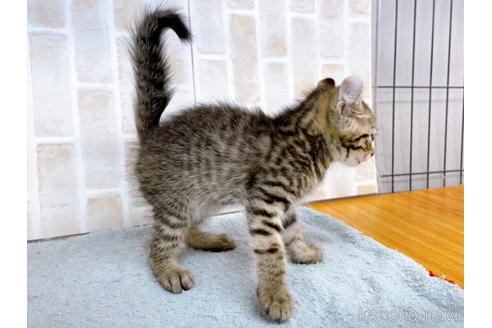 成約済の東京都のその他の猫種-38901の3枚目