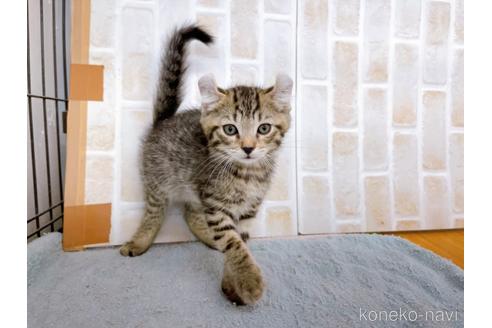 成約済の東京都のその他の猫種-38901の1枚目