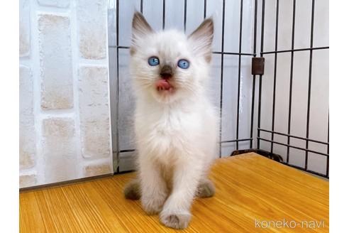 成約済の東京都のラグドール-38897の1枚目