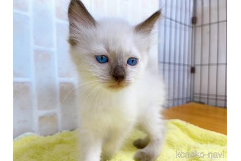 成約済の東京都のラグドール-38897の5枚目