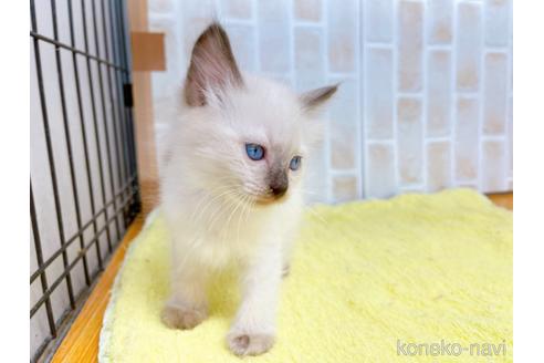 成約済の東京都のラグドール-38897の6枚目