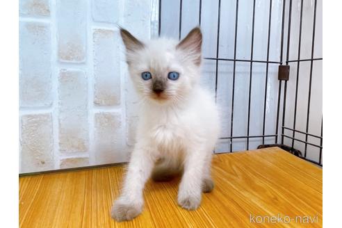 成約済の東京都のラグドール-38897の7枚目