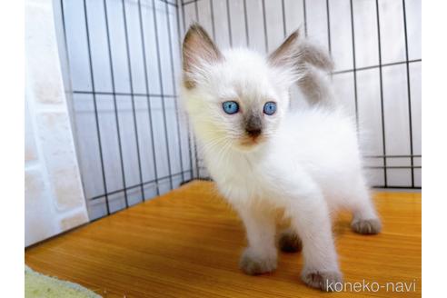 成約済の東京都のラグドール-38897の2枚目