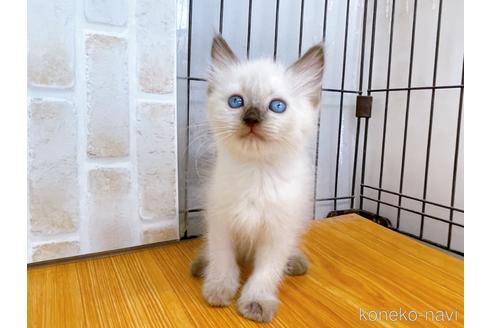 成約済の東京都のラグドール-38897の3枚目