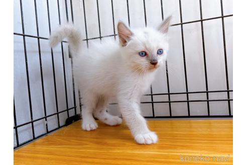 成約済の東京都のラグドール-38894の2枚目