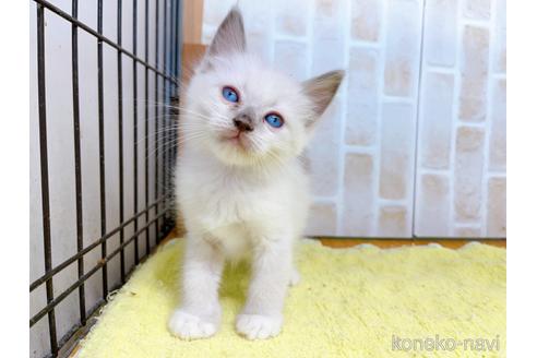 成約済の東京都のラグドール-38894の3枚目