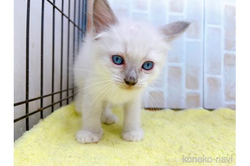 成約済の東京都のラグドール-38894の4枚目