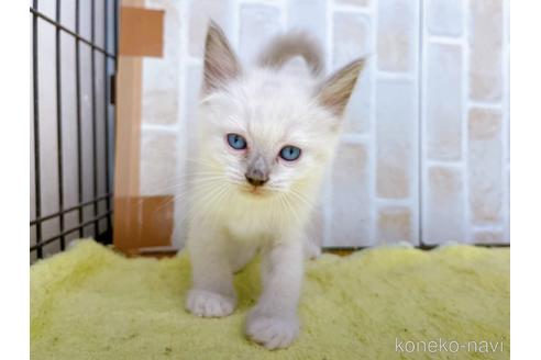 成約済の東京都のラグドール-38894の5枚目