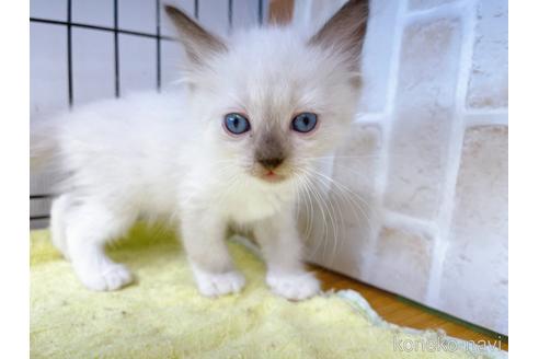 成約済の東京都のラグドール-38896の3枚目