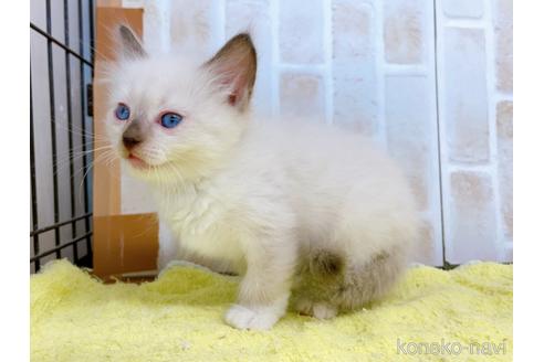 成約済の東京都のラグドール-38896の4枚目