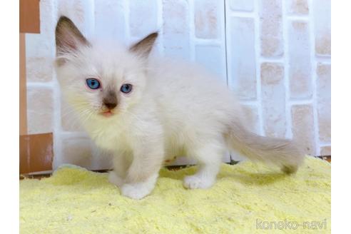 成約済の東京都のラグドール-38896の5枚目