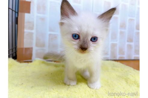 成約済の東京都のラグドール-38896の6枚目