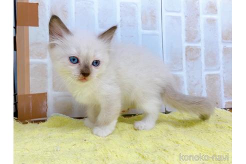 成約済の東京都のラグドール-38896の7枚目