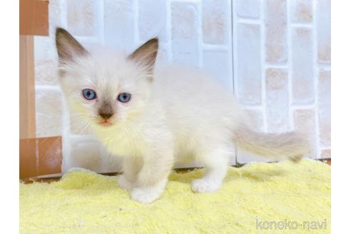 成約済の東京都のラグドール-38896の8枚目