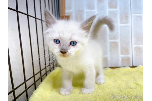 成約済の東京都のラグドール-38895の5枚目