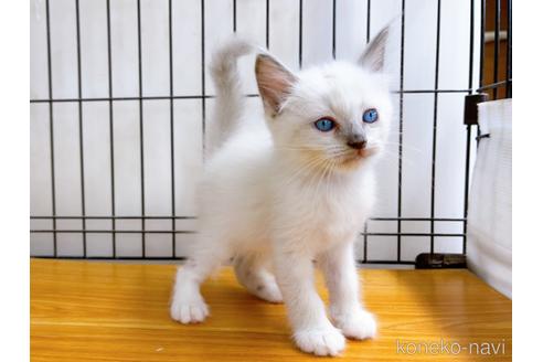 成約済の東京都のラグドール-38895