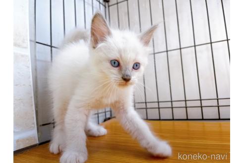 成約済の東京都のラグドール-38895の3枚目