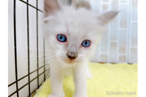 成約済の東京都のラグドール-38895の4枚目