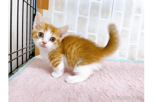 成約済の東京都のマンチカン-38903の3枚目