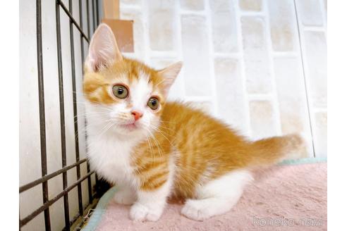 成約済の東京都のマンチカン-38903の4枚目