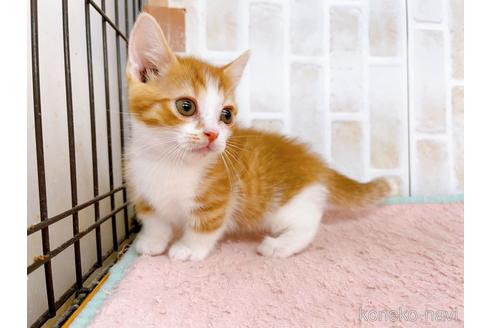 成約済の東京都のマンチカン-38903の5枚目