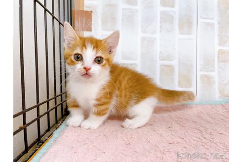 成約済の東京都のマンチカン-38903の1枚目