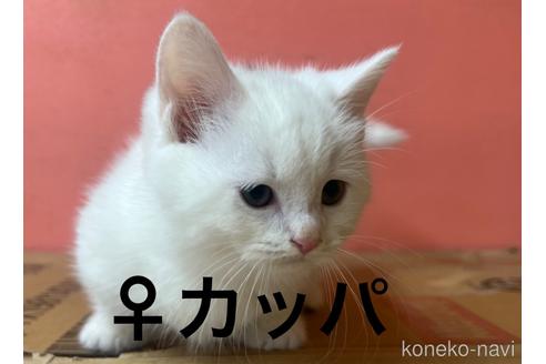 成約済の千葉県のミヌエット-37011