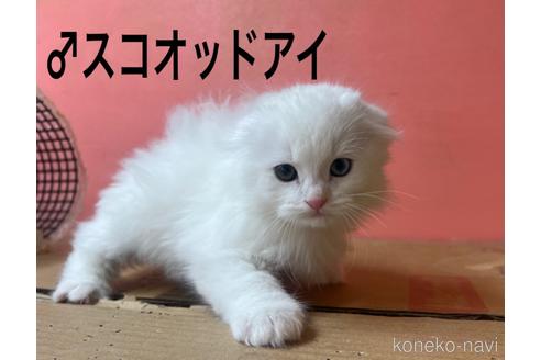 成約済の千葉県のスコティッシュフォールド-36986の1枚目