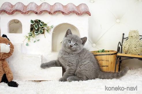 成約済の佐賀県のブリティッシュショートヘア-38946の1枚目