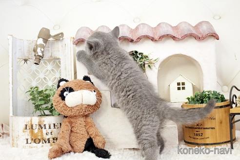 成約済の佐賀県のブリティッシュショートヘア-38946の2枚目