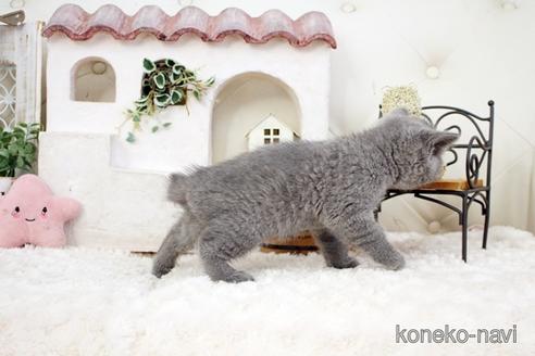 成約済の佐賀県のブリティッシュショートヘア-38947の2枚目