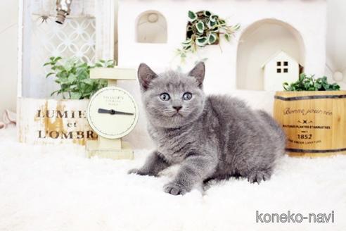 成約済の佐賀県のブリティッシュショートヘア-38948の5枚目