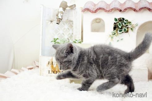 成約済の佐賀県のブリティッシュショートヘア-38948の2枚目