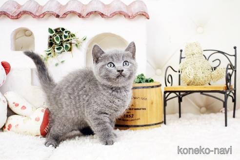 成約済の佐賀県のブリティッシュショートヘア-38949