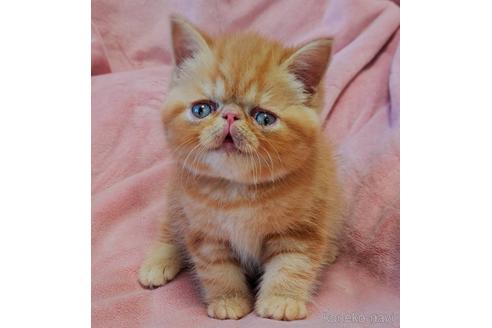 成約済の茨城県のエキゾチックショートヘア-38981の4枚目
