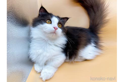 成約済の東京都のマンチカン-31107の6枚目