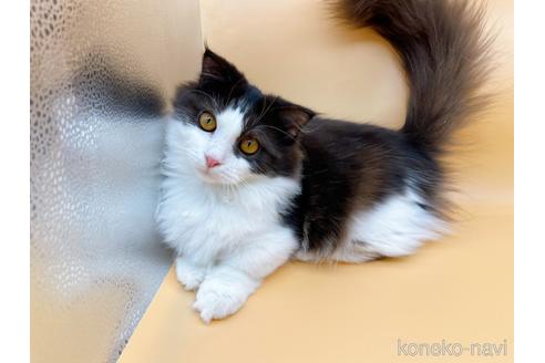 成約済の東京都のマンチカン-31107の1枚目